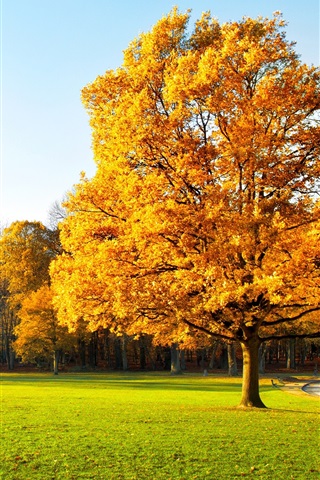 Осенние листья картинки на телефон - самые красивые и прикольные 2