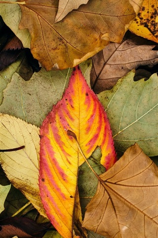 Осенние листья картинки на телефон - самые красивые и прикольные 5