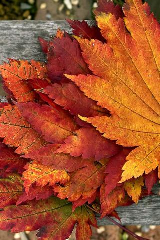 Осенние листья картинки на телефон - самые красивые и прикольные 6