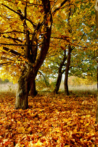 Осенние листья картинки на телефон - самые красивые и прикольные 8