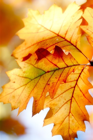 Осенние листья картинки на телефон - самые красивые и прикольные 9