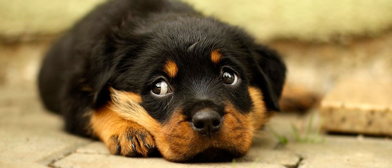 Щенки и собаки с красивыми глазами - удивительные фотографии 11