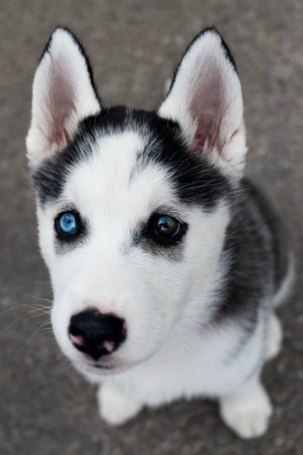 Щенки и собаки с красивыми глазами - удивительные фотографии 5
