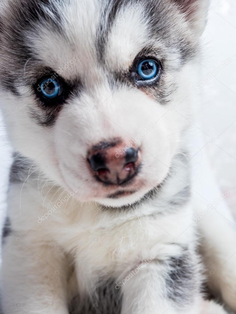 Щенки и собаки с красивыми глазами - удивительные фотографии 6