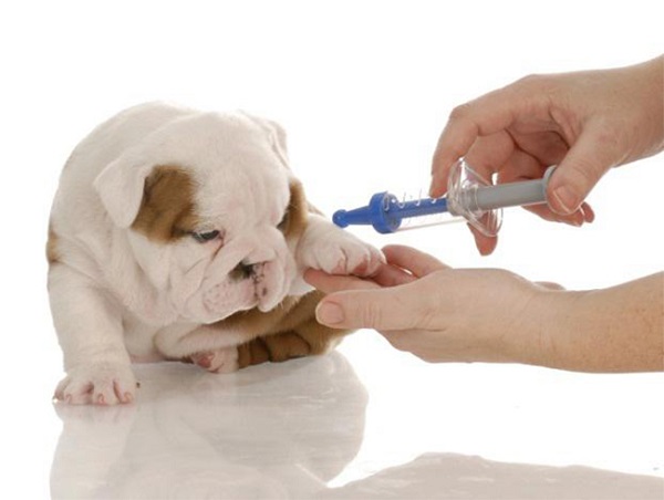 Инсулинома у собак - симптомы, диагностика, лечение и прогноз 3
