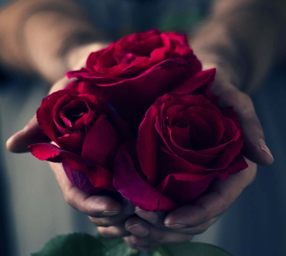 Картинки и фотки на аву розы красивые - подборка аватарок 11