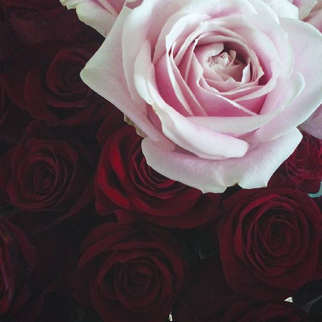 Картинки и фотки на аву розы красивые - подборка аватарок 6