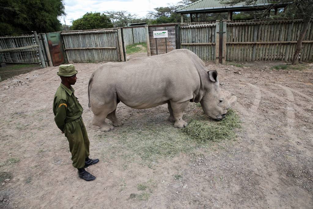 Красивые и прикольные картинки белого носорога - подборка 1