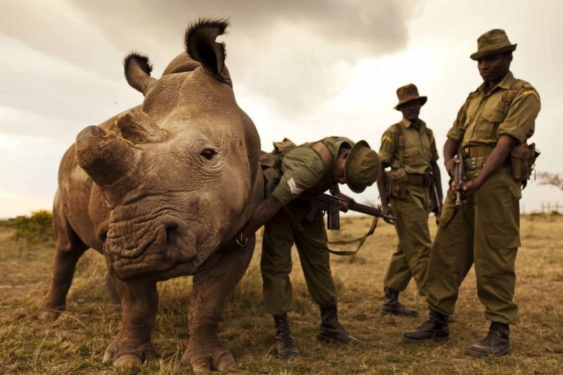 Красивые и прикольные картинки белого носорога - подборка 13