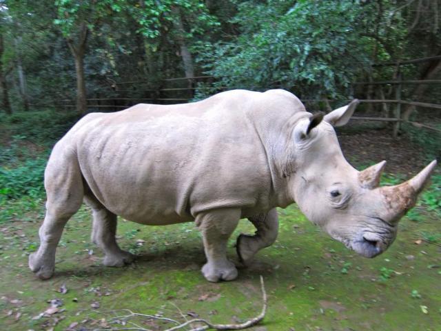 Красивые и прикольные картинки белого носорога - подборка 14