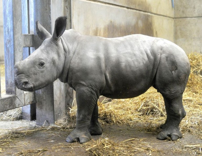 Красивые и прикольные картинки белого носорога - подборка 2