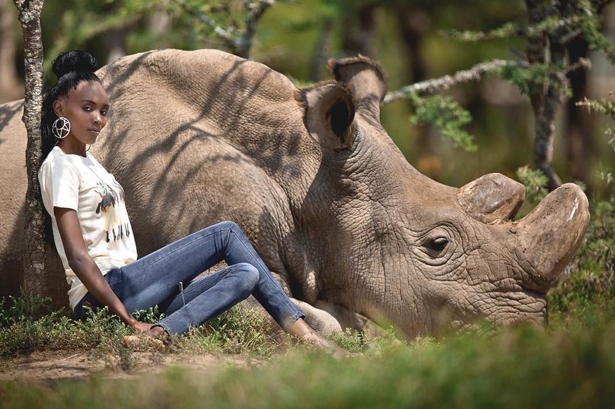 Красивые и прикольные картинки белого носорога - подборка 5