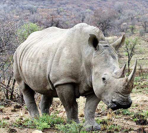 Красивые и прикольные картинки белого носорога - подборка 7