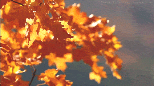 Очень красивые и прикольные гифки про осень - подборка анимаций 16