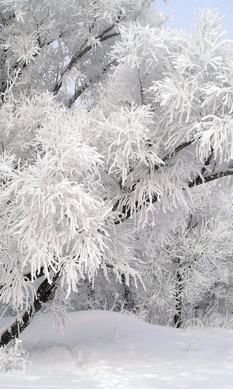 Красивые и красочные картинки зимы на телефон на заставку 19