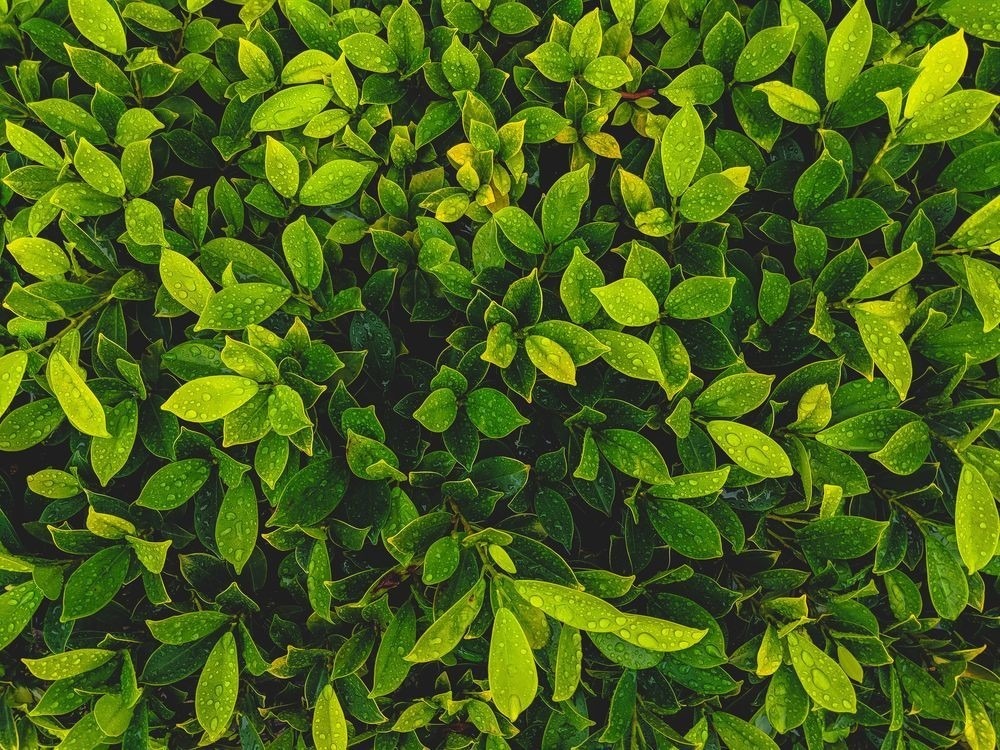 Красивые и невероятные картинки листьев, растений, зелени 3