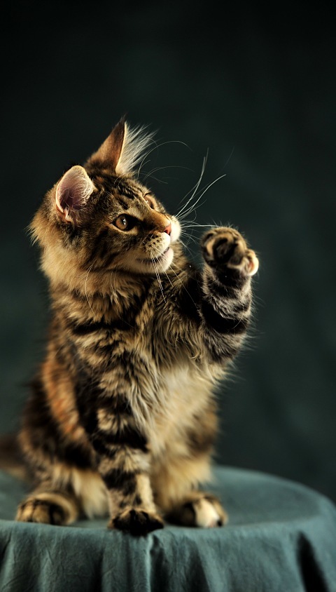 Красивые картинки на телефона на заставку кошки и котики - подборка 15