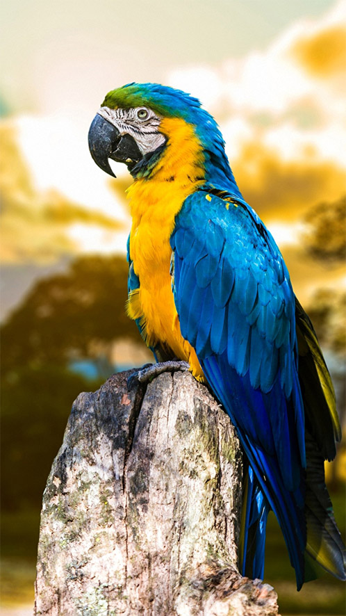 Красивые и классные картинки птиц на телефон на заставку - сборка 13