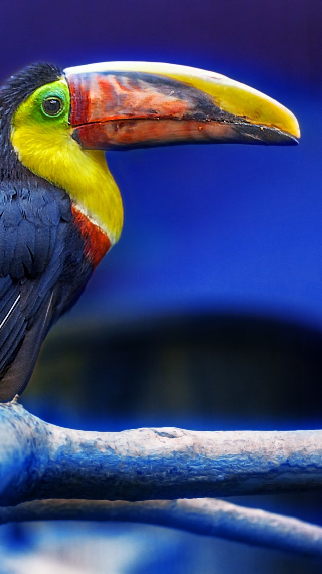 Красивые и классные картинки птиц на телефон на заставку - сборка 4