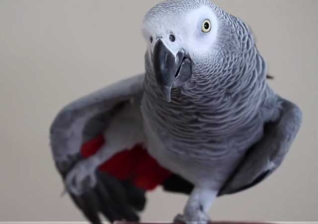 Красивые и прикольные фото, картинки попугая Жако - подборка 1