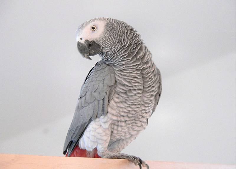 Красивые и прикольные фото, картинки попугая Жако - подборка 11