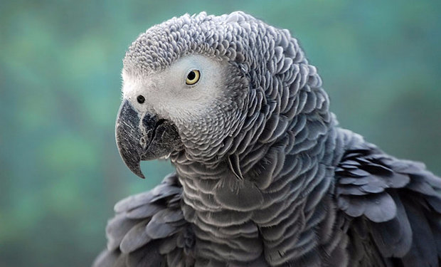 Красивые и прикольные фото, картинки попугая Жако - подборка 13