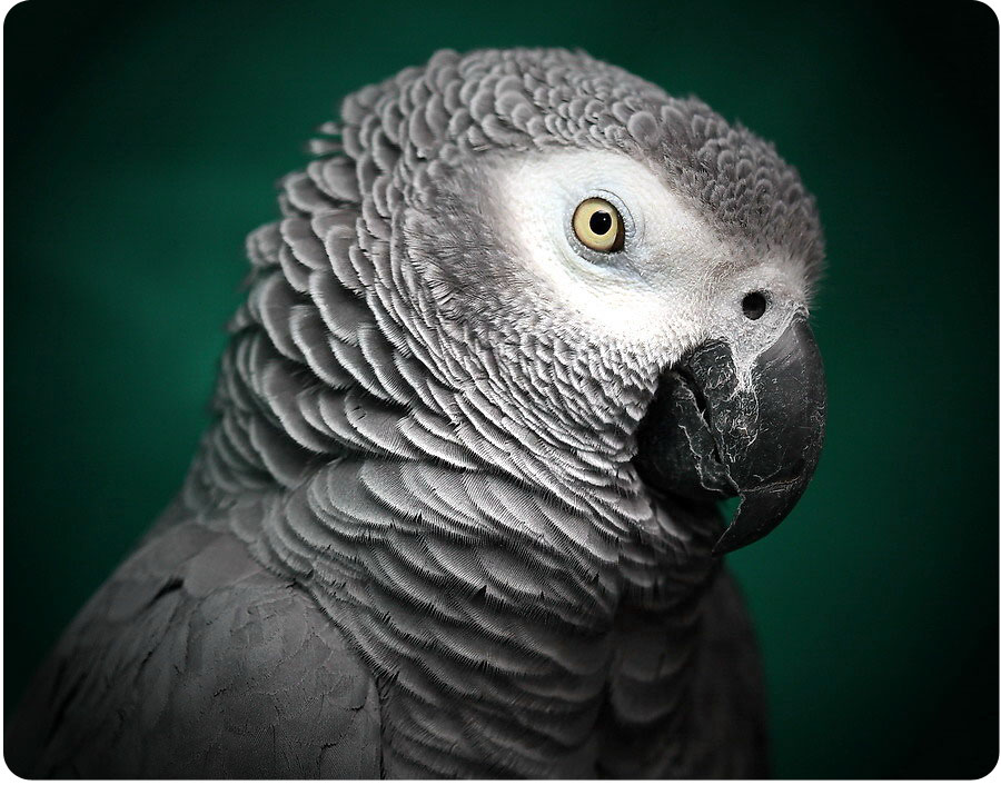 Красивые и прикольные фото, картинки попугая Жако - подборка 17