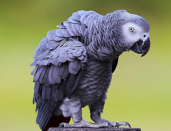 Красивые и прикольные фото, картинки попугая Жако - подборка 18