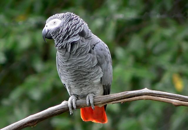 Красивые и прикольные фото, картинки попугая Жако - подборка 6