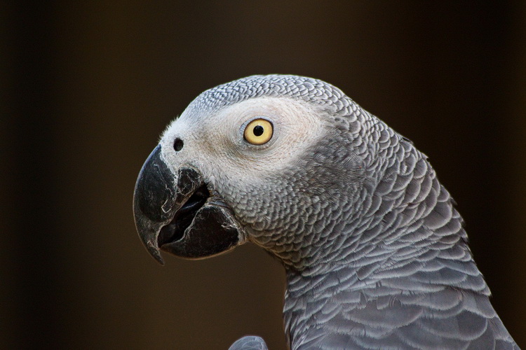 Красивые и прикольные фото, картинки попугая Жако - подборка 7