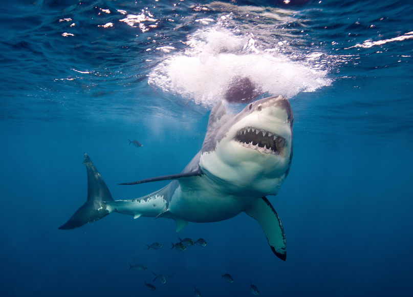 Красивые картинки и фото на тему - Большая белая акула 1