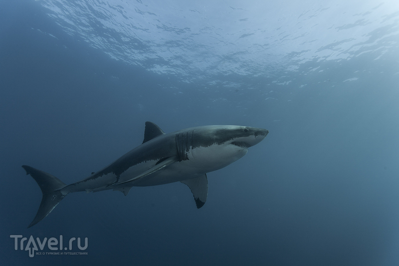 Красивые картинки и фото на тему - Большая белая акула 10