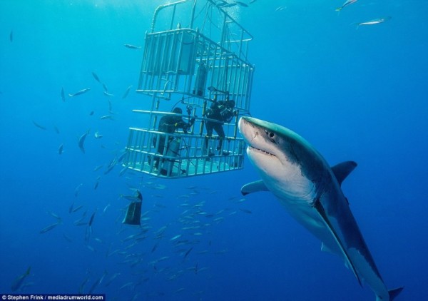 Красивые картинки и фото на тему - Большая белая акула 11