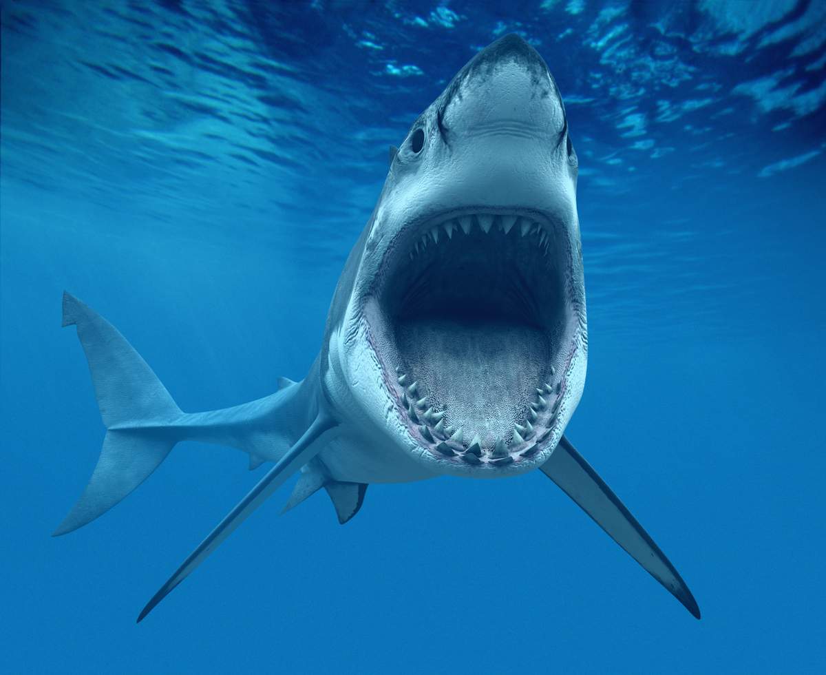 Красивые картинки и фото на тему - Большая белая акула 12