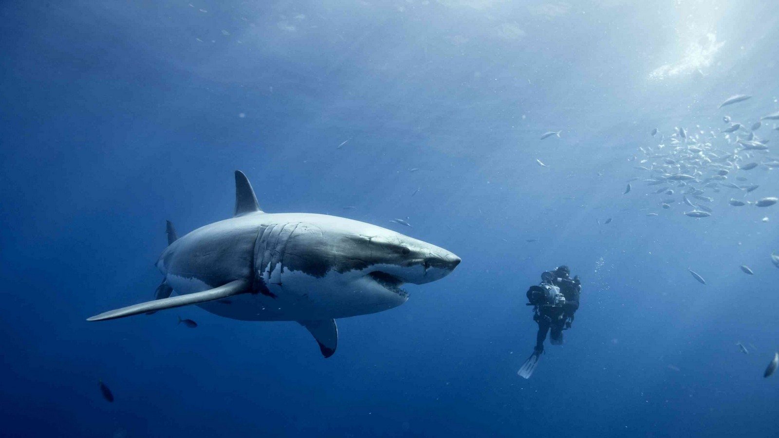 Красивые картинки и фото на тему - Большая белая акула 13