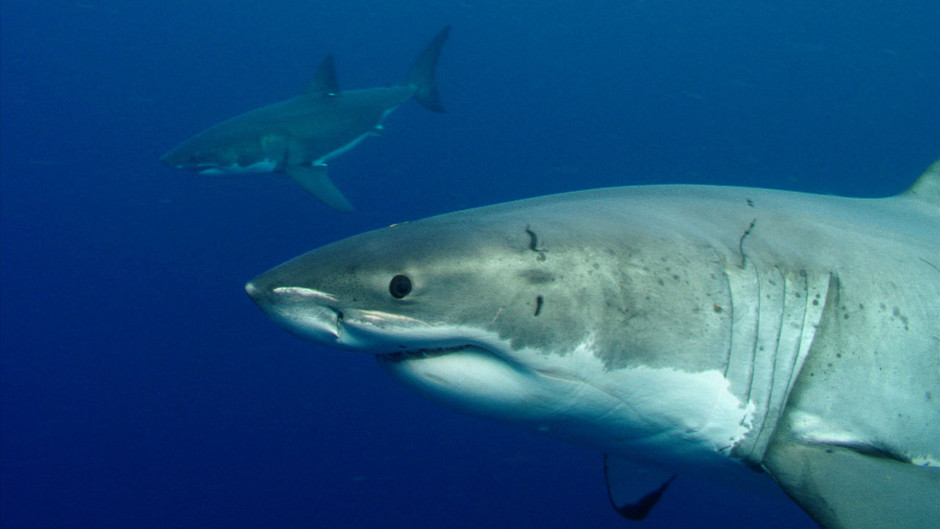 Красивые картинки и фото на тему - Большая белая акула 15