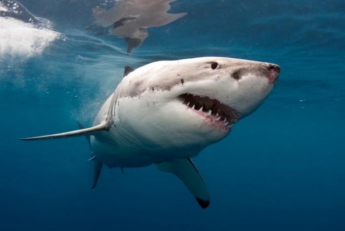 Красивые картинки и фото на тему - Большая белая акула 6