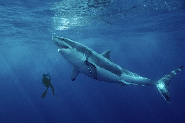 Красивые картинки и фото на тему - Большая белая акула 8