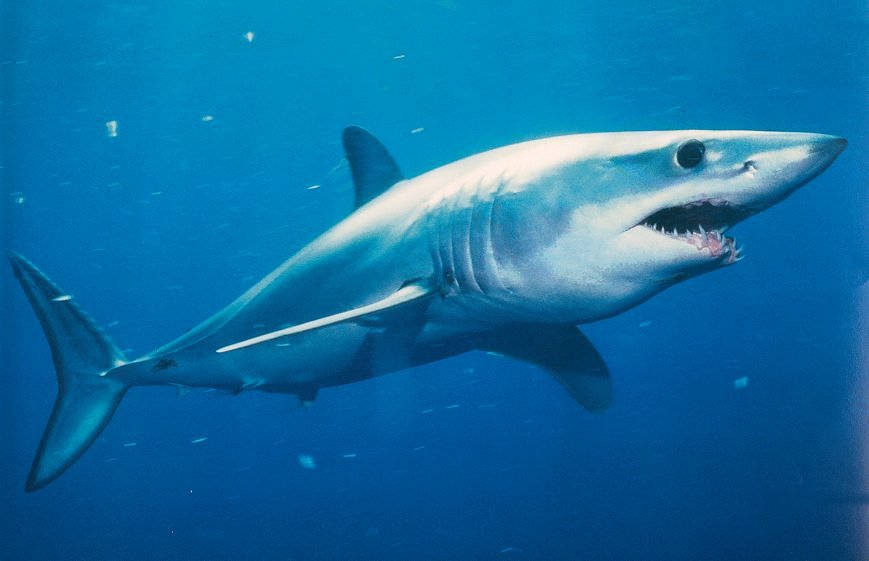 Красивые картинки и фото на тему - Большая белая акула 9