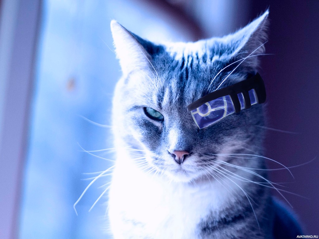 Красивые картинки котики и кошки на аву, аватарку - подборка 3
