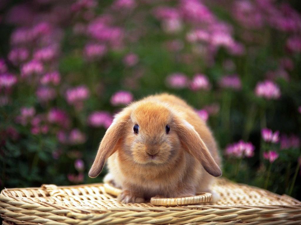 Красивые картинки, фото, обои, фоны кроликов - подборка 5