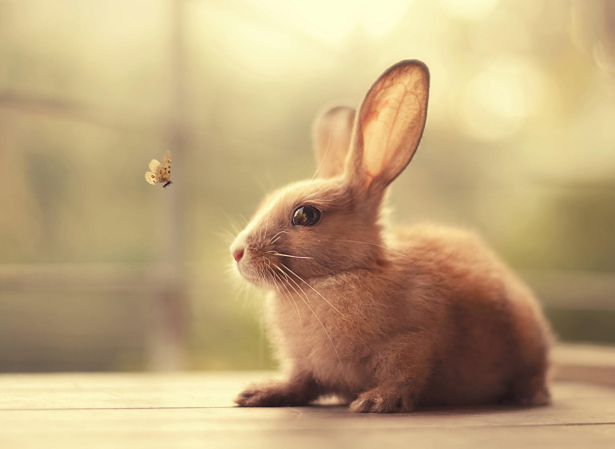 Красивые картинки, фото, обои, фоны кроликов - подборка 6
