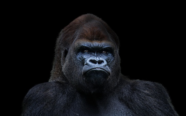 Красивые фото и картинки гориллы - подборка 16 фотографий 1