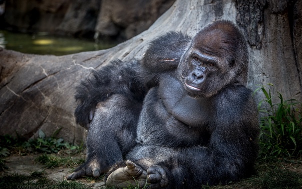 Красивые фото и картинки гориллы - подборка 16 фотографий 10