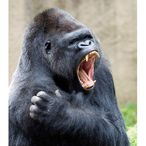 Красивые фото и картинки гориллы - подборка 16 фотографий 11
