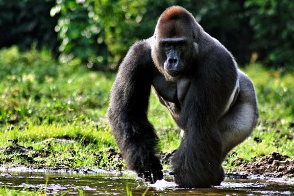 Красивые фото и картинки гориллы - подборка 16 фотографий 2