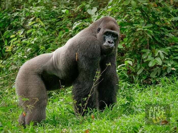 Красивые фото и картинки гориллы - подборка 16 фотографий 5