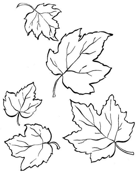 Шаблон кленовый лист, интересные рисунки шаблоны кленовый лист 9