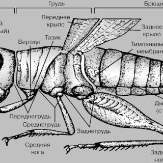 Главные признаки насекомых - схематический рисунок