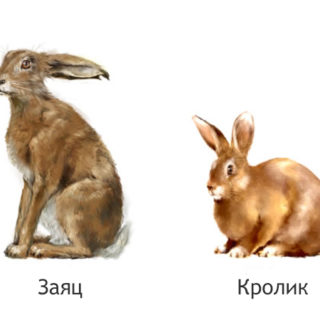 Чем отличается заяц от кролика